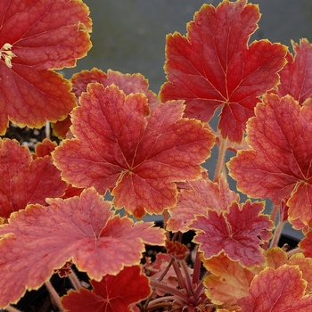 Heuchera 'Delta Dawn' (067816)