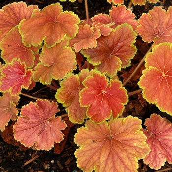 Heuchera 'Delta Dawn' (067817)