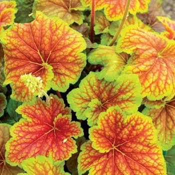 Heuchera 'Delta Dawn' (067818)