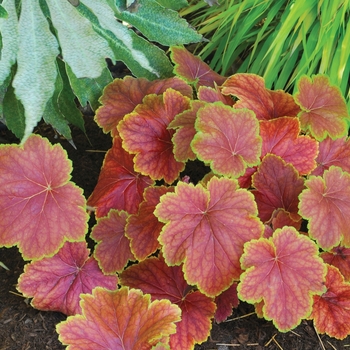 Heuchera 'Delta Dawn' (067819)