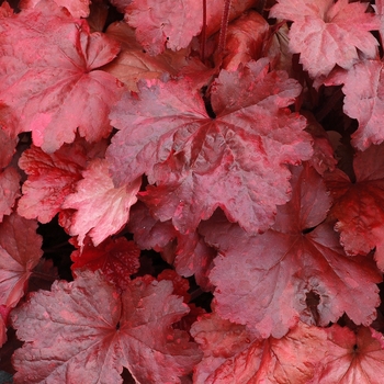 Heuchera 'Galaxy' (067835)