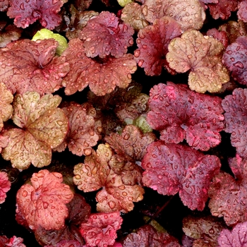 Heuchera 'Galaxy' (067836)