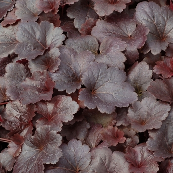 Heuchera City™ 'Gotham' (067841)