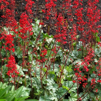 Heuchera Front & Center™ 'Lipstick' (067842)