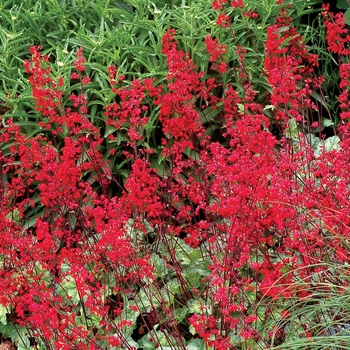 Heuchera Front & Center™ 'Lipstick' (067844)