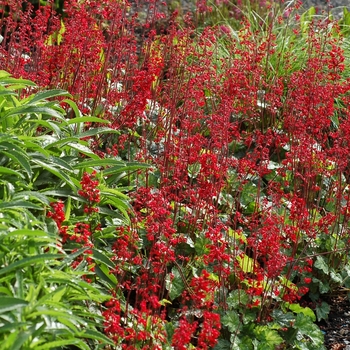 Heuchera Front & Center™ 'Lipstick' (067845)