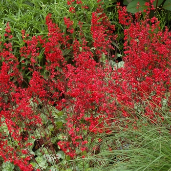 Heuchera Front & Center™ 'Lipstick' (067846)