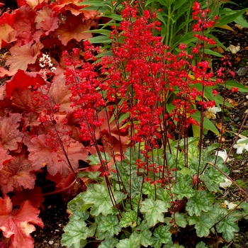 Heuchera Front & Center™ 'Lipstick' (067849)