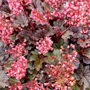 Heuchera 'Mysteria' (067851)