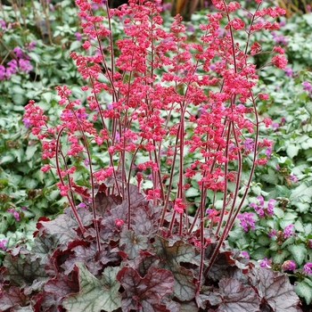 Heuchera 'Mysteria' (067852)