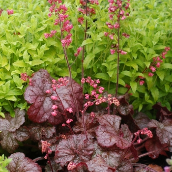 Heuchera 'Mysteria' (067853)