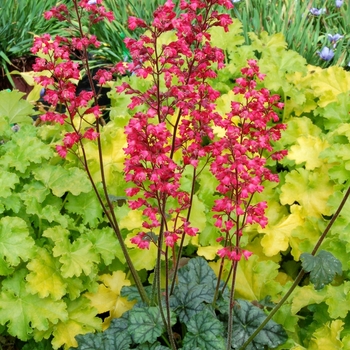 Heuchera City™ 'Paris' (067857)