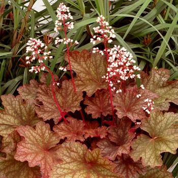 Heuchera City™ 'Rio' (067867)