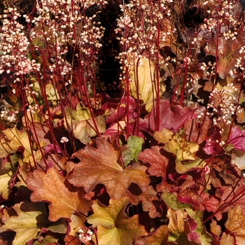 Heuchera City™ 'Rio' (067868)