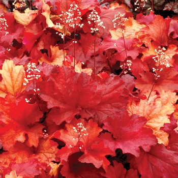 Heuchera City™ 'Rio' (067870)