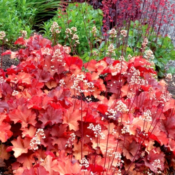 Heuchera City™ 'Rio' (067871)