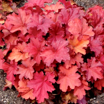 Heuchera City™ 'Rio' (067872)