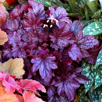 Heuchera City™ 'Shanghai' (067876)