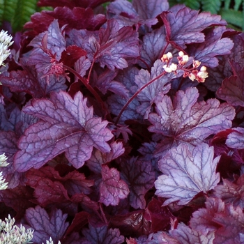 Heuchera City™ 'Shanghai' (067877)