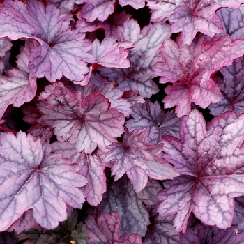 Heuchera City™ 'Shanghai' (067878)