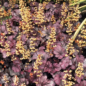 Heuchera City™ 'Shanghai' (067880)