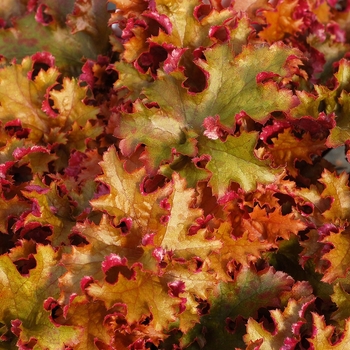 Heuchera 'Zipper' (067885)