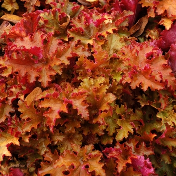 Heuchera 'Zipper' (067887)