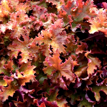 Heuchera 'Zipper' (067888)