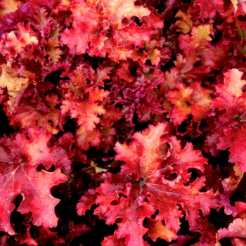 Heuchera 'Zipper' (067890)