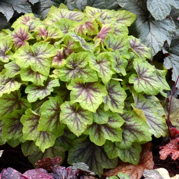 Heucherella 'Fire Frost' (067892)