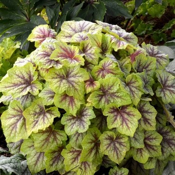 Heucherella 'Fire Frost' (067893)