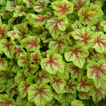 Heucherella 'Fire Frost' (067896)