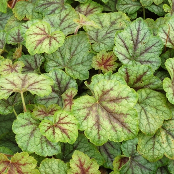 Heucherella Falls™ 'Glacier Falls' (067898)