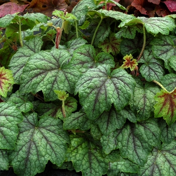 Heucherella Falls™ 'Glacier Falls' (067900)