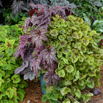 Heucherella 'Gold Cascade' (067903)