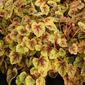 Heucherella 'Gold Cascade' (067905)