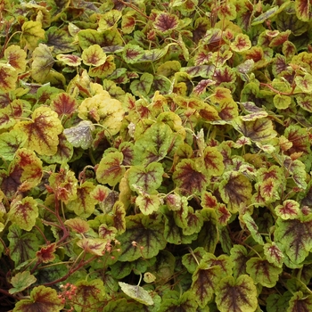 Heucherella 'Gold Cascade' (067906)