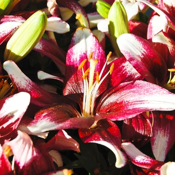 Lilium 'Tango Push Off' (068025)