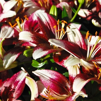 Lilium 'Tango Push Off' (068027)