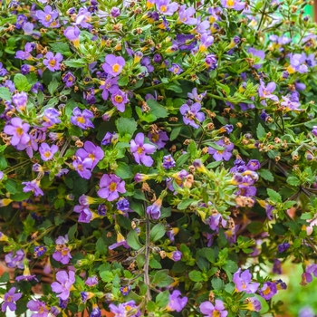 Sutera cordata Blutopia® '' (068029)