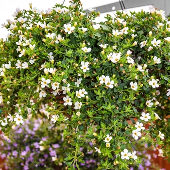 Sutera cordata Snowtopia® '' (068031)