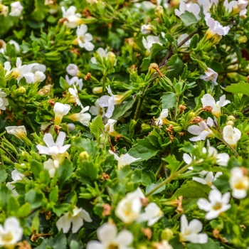 Sutera cordata Snowtopia® '' (068032)