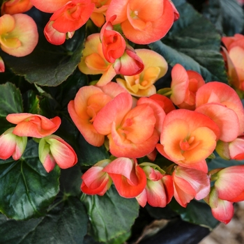 Begonia x hiemalis 'Reina XL' (068039)