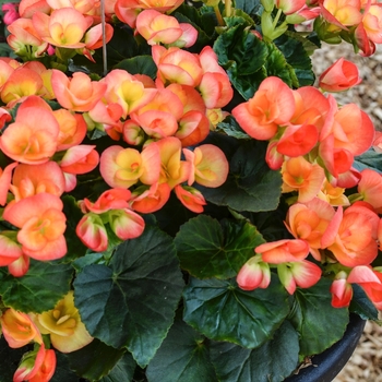 Begonia x hiemalis 'Reina XL' (068041)