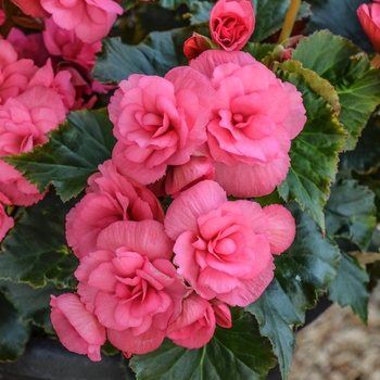 Begonia x hiemalis Dragone 'Dusty Rose' (068045)