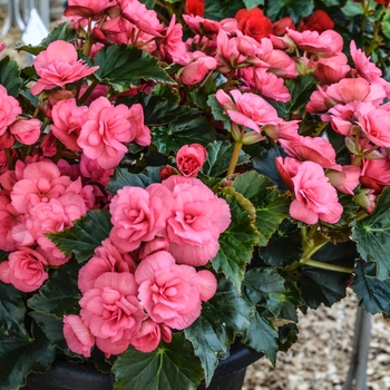 Begonia x hiemalis Dragone 'Sunset' (068176)