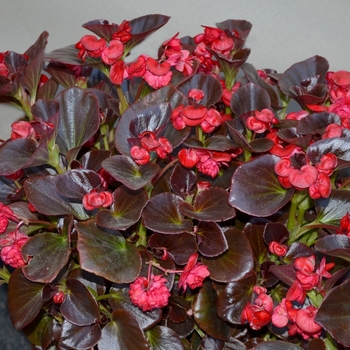 Begonia Gumdrop® 'Coco Rose' (068186)