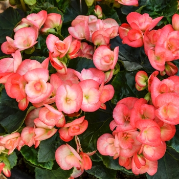 Begonia x hiemalis Amstel 'Peggy' (068313)