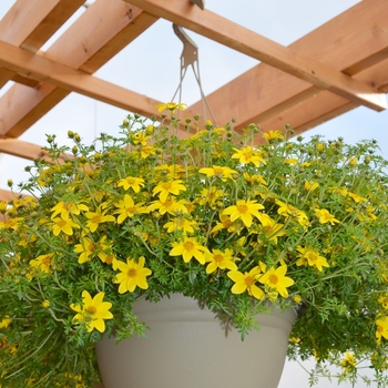 Bidens ferulifolia 'Giant Sun' (068319)