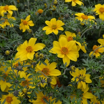 Bidens ferulifolia 'Sunball' (068329)